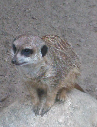 meerkat or suricate meerkat or suricate Suricata suricatta